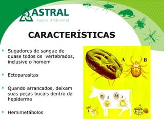CARACTERÍSTICAS


Sugadores de sangue de
quase todos os vertebrados,
inclusive o homem



Ectoparasitas



Quando arrancados, deixam
suas peças bucais dentro da
hepiderme



Hemimetábolos

 