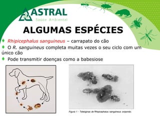 ALGUMAS ESPÉCIES
 Rhipicephalus sanguineus – carrapato do cão
 O R. sanguineus completa muitas vezes o seu ciclo com um
único cão
 Pode transmitir doenças como a babesiose

 
