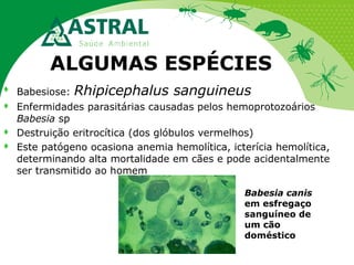 ALGUMAS ESPÉCIES
Rhipicephalus sanguineus



Babesiose:



Enfermidades parasitárias causadas pelos hemoprotozoários
Babesia sp
Destruição eritrocítica (dos glóbulos vermelhos)
Este patógeno ocasiona anemia hemolítica, icterícia hemolítica,
determinando alta mortalidade em cães e pode acidentalmente
ser transmitido ao homem




Babesia canis
em esfregaço
sanguíneo de
um cão
doméstico

 