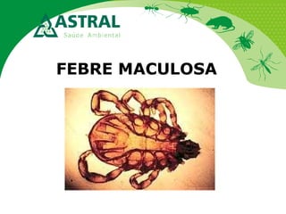 FEBRE MACULOSA

 