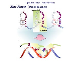 Zinc Finger (Dedos de zinco)
HisCys
Cys His
Tipos de Fatores Transcricionais:
 