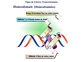 Tipos de Fatores Transcricionais:
Homeodomain (Homeodomínios)
 