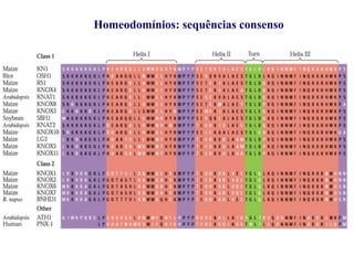 Homeodomínios: sequências consenso
 