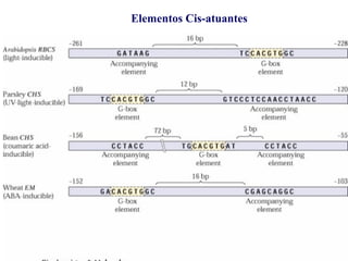 Elementos Cis-atuantes
 