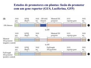 Estudos de promotores em plantas: fusão do promotor
com um gene reporter (GUS, Luciferina, GFP)
 