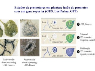 Estudos de promotores em plantas: fusão do promotor
com um gene reporter (GUS, Luciferina, GFP)
 