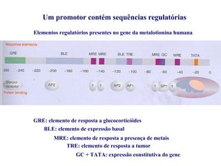 Um promotor contém sequências regulatórias
Elementos regulatórios presentes no gene da metalotionina humana
GRE: elemento de resposta a glucocorticóides
BLE: elemento de expressão basal
MRE: elemento de resposta a presença de metais
TRE: elemento de resposta a tumor
GC + TATA: expressão constitutiva do gene
 