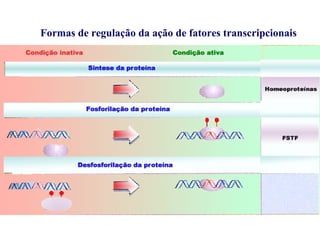Formas de regulação da ação de fatores transcripcionais
 