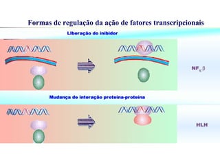 Formas de regulação da ação de fatores transcripcionais
 
