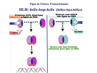 Tipos de Fatores Transcricionais:
HLH: helix-loop-helix (hélice-laço-hélice)
 