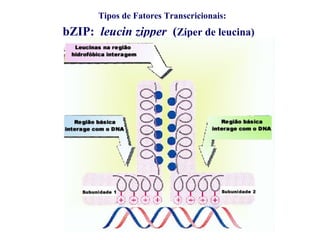 Tipos de Fatores Transcricionais:
bZIP: leucin zipper (Zíper de leucina)
 