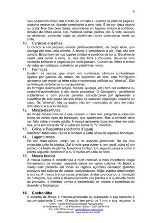 CPEA – Centro Paulista de Estudos Agropecuários
R.Pindorama, nº 7 – Jd. Pindorama – Embu – CEP 06844-540
Tel : 42418503 – Email cpeasp@agrocursos.org.br
Visite nosso site : www.agrocursos.org.br
4
Seu pequenino corpo tem o feitio de um tatu e, quando se procura pegá-lo,
costuma enrolar-se, ficando semelhante a uma bola. É de cor cinza-escura
ou preta. Nos dias bem claros, esconde-se em lugares úmidos e sombrios,
debaixo de folhas secas, lixo, madeiras velhas, pedras, etc. À noite, sai para
se alimentar, comendo todas as plantinhas novas cortando-as rente ao
chão.
10. Caracóis e lesmas
O caracol é um pequeno animal pardo-acinzentado, de corpo mole, que
carrega em cima uma concha. A lesma é semelhante a ele, mas não tem
concha. Encontram-se nos lugares úmidos e sombrios da horta. Geralmente
saem para comer à noite, ou nos dias frios e chuvosos, deixando uma
secreção brilhante e pegajosa por onde passam. Comem as folhas e brotos
de todas as hortaliças, preferindo as plantinhas novas.
11. Formigas
Existem as saúvas, que vivem em numerosas câmaras subterrâneas
ligadas por galerias ou canais. Na superfície do solo, este formigueiro
apresenta um monte de terra solta e numerosos orifícios ou “olheiros”. São
as formigas cortadeiras ou carregadeiras.
As formigas quemquém (caipó, mineira, quiçaçá, etc.) tem cor castanha ou
castanho-avermelhada e são muito pequenas. O formigueiro, geralmente
subterrâneo e com poucas panelas, caracteriza-se por apresentar a
superfície do solo quase sempre limpa de qualquer vegetação pequena ou
cisco. Os “olheiros”, três ou quatro, não tem montículos de terra em volta,
dificultando a sua localização.
12. Mosca-das-frutas
As larvas dessas moscas é que causam o dano real, atingindo a polpa dos
frutos de certos tipos de hortaliças, que apodrecem. Mas o controle deve
ser feito sobre o inseto adulto. A mosca apresenta duas manchas em cada
asa, uma em forma de “S” e outra em forma de “V” invertido.
13. Grilos e Paquinhas (cachorro d’água)
Danificam tubérculos, raízes e também a parte aérea de algumas hortaliças.
14. Lagarta-rosca
De cor cinza-escuro, corpo liso e de aspecto gorduroso. De dia vive
enterrada junto às plantas. Sai à noite para comer e, em geral, corta só um
pedaço da haste da planta, fazendo-a tombar. Em seguida passa a cortar a
planta seguinte, destruindo 4 ou 5 mudas em uma só noite.
15. Mosca branca
A mosca branca é considerada a nível mundial, a mais importante praga
transmissora de viroses, causando danos em várias culturas. No Brasil, o
inseto está presente em todas as regiões agrícolas causando grandes
prejuízos nas culturas de tomate, cucurbitáceas, feijão, plantas ornamentais
e outras. A mosca branca causa prejuízos diretos provocando a formação
de fumagina, que afeta o desenvolvimento das plantas e a qualidade direta
da produção, e indiretos devido à transmissão de viroses e ocorrência de
desordens fisiológicas.
16. Cochonilha
A escama da fêmea é marrom-amarelada ou alaranjada e seu tamanho é
aproximadamente 2 mm. O macho tem perto de 1 mm e sua escama é
 
