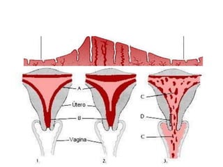Controle hormonal do ciclo menstrual