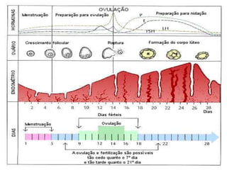 Controle hormonal do ciclo menstrual