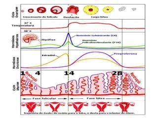 Controle hormonal do ciclo menstrual