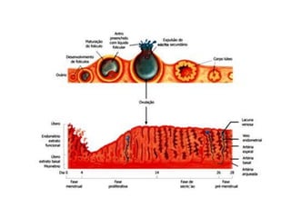 Controle hormonal do ciclo menstrual