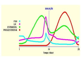 Controle hormonal do ciclo menstrual