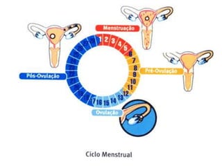 Controle hormonal do ciclo menstrual