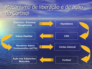 Mecanismo de liberação e de ação do Cortisol Exercício / Estresse Hipoglicemia Hipotálamo CRH Adeno Hipófise Hormônio Adeno Corticotrófico (ACTH) Córtex Adrenal Cortisol Ação nos Adipócitos Músculos 