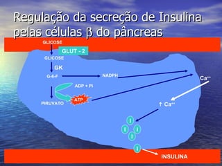 Regulação da secreção de Insulina pelas células    do pâncreas INSULINA GLICOSE GLICOSE GK G-6-F PIRUVATO ADP + Pi ATP NADPH Ca ++    Ca ++ I I I I I GLUT - 2 