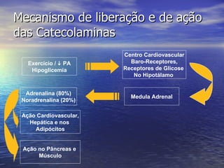 Mecanismo de liberação e de ação das Catecolaminas Exercício /    PA Hipoglicemia Centro Cardiovascular Baro-Receptores, Receptores de Glicose  No Hipotálamo  Medula Adrenal Ação no Pâncreas e  Músculo Ação Cardiovascular, Hepática e nos  Adipócitos Adrenalina (80%) Noradrenalina (20%) 