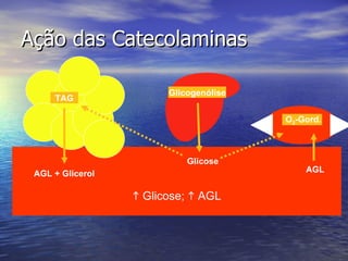 Ação das Catecolaminas    Glicose;    AGL Glicogenólise Glicose O 2 -Gord. AGL + Glicerol TAG AGL 