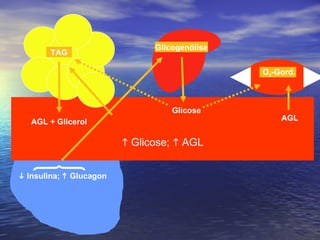    Glicose;    AGL Glicogenólise Glicose O 2 -Gord. AGL + Glicerol TAG AGL    Insulina;    Glucagon 