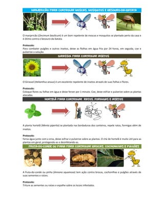 Manjericão para controlar moscas, mosquitos e besouro-da-batata




O manjericão (Oncimum basilicum) é um bom repelente de moscas e mosquitos se plantado perto da casa e
é ótimo contra o besouro-da-batata.

Protocolo:
Para combater pulgões e outros insetos, deixe as flolhas em água fria por 24 horas, em seguida, coe e
pulverize a solução.
                                Girassol para controlar insetos




O Girassol (Helianthus anuus) é um excelente repelente de insetos através de suas folhas e flores.

Protocolo:
Coloque flores ou folhas em água e deixe ferver por 1 minuto. Coe, deixe esfriar e pulverize sobre as plantas
atacadas.
                    Hortelã para controlar ratos, formigas e insetos




A planta hortelã (Menta piperita) se plantada nas bordaduras dos canteiros, repele ratos, formigas além de
insetos.

Protocolo:
Ferva água junto com a erva, deixe esfriar e pulverize sobre as plantas. O chá de hortelã é muito útil para as
plantas em geral, protegendo-as e desinfetando-as.
     Fruta-do-conde ou pinha para controlar brocas, cochonilhas e pulgões




A fruta-do-conde ou pinha (Annona squamosa) tem ação contra brocas, cochonilhas e pulgões através de
suas sementes e raízes.

Protocolo:
Triture as sementes ou raízes e espalhe sobre os locais infestados.
 