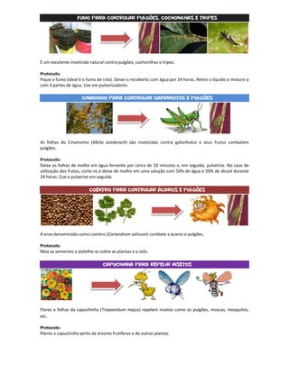 Fumo para controlar pulgões, cochonilhas e tripes




É um excelente inseticida natural contra pulgões, cochonilhas e tripes.

Protocolo:
Pique o fumo (ideal é o fumo de rolo). Deixe-o recoberto com água por 24 horas. Retire o líquido e misture-o
com 4 partes de água. Use em pulverizadores.

                      Cinamomo para controlar gafanhotos e pulgões




As folhas do Cinamomo (Melia azedarach) são inseticidas contra gafanhotos e seus frutos combatem
pulgões.

Protocolo:
Deixe as folhas de molho em água fervente por cerca de 10 minutos e, em seguida, pulverize. No caso de
utilização dos frutos, corte-os e deixe de molho em uma solução com 50% de água e 50% de álcool durante
24 horas. Coe e pulverize em seguida.

                         Coentro para controlar ácaros e pulgões




A erva denominada como coentro (Coriandrum sativum) combate a ácaros e pulgões.

Protocolo:
Moa as sementes e polvilhe-as sobre as plantas e o solo.

                                 Capuchinha para repelir insetos




Flores e folhas da capuchinha (Tropaeolium majus) repelem insetos como os pulgões, moscas, mosquitos,
etc.

Protocolo:
Plante a capuchinha perto de árvores frutíferas e de outras plantas.
 