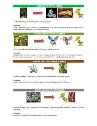 Cebola para repelir insetos




A cebola (Allium cepa) controla lagartas, brocas e pulgões

Protocolo:
Corte a cebola em fatias ou bata no liquidificador com água. Adicione meio litro de água. Borrife a mistura
sobre as plantas 2 vezes ao dia num intervalo de 5 dias.

                                Calêndula para controlar insetos




As flores da calêndula (Calendula officinalis) têm ótima ação inseticida.

Protocolo:
Coloque as flores em um recipiente de vidro despejando água fervente sobre elas. Tampe o recipiente e
deixe a infusão descansar por cerca de cinco minutos. Pulverize a infusão fria sobre as plantas.

                               Babosa como cicatrizante de podas




A babosa (Aloes spp.) poderoso cicatrizante de cortes e feridas dos troncos das árvores.

Protocolo:
Passe a polpa diretamente nos cortes para evitar o ataque de fungos e outras doenças.



                                  Arruda para controlar Pulgões




As folhas de arruda (Ruta graveolens) são ótimas para combater os pulgões e ajudam a manter os cítricos
saudáveis.

Protocolo:
Ferva folhas durante 5 minutos. Deixe esfriar e pulverize as plantas.
 