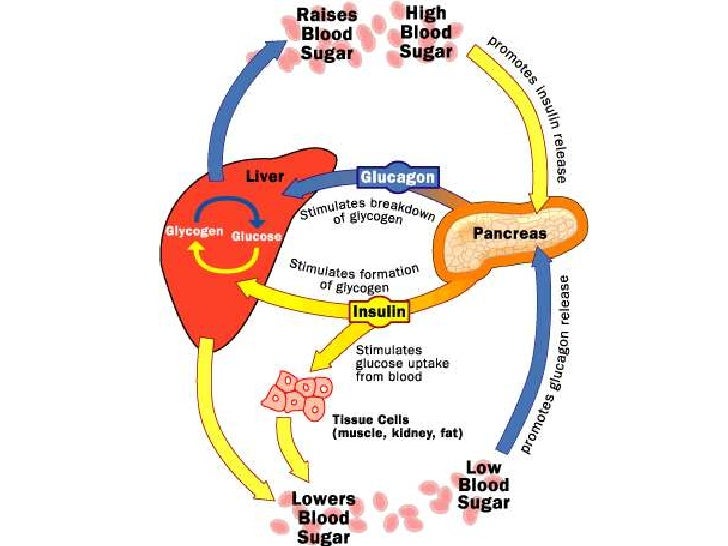 Controles Hormonales Glicemia Controles Hormonales Glicemia