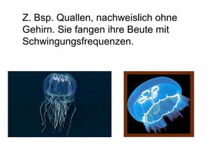 Z. Bsp. Quallen, nachweislich ohne 
Gehirn. Sie fangen ihre Beute mit 
Schwingungsfrequenzen. 
 