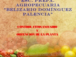 Esc. Prepa.
Agropecuaria
“Belizario Domínguez
Palencia”
CONTROL FITOSANITARIO
Y
OBTENCION DE LA PLANTA
 