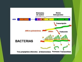 Control genico procariontes | PPT