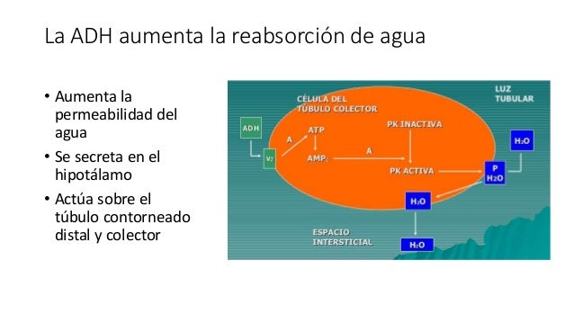 Resultado de imagen para La ADH aumenta la reabsorción de agua.