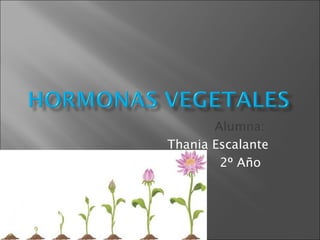 Alumna:
Thania Escalante
2º Año
 