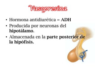 Vasopresina
• Hormona antidiurética = ADH
• Producida por neuronas del
  hipotálamo.
• Almacenada en la parte posterior de
  la hipófisis.
 