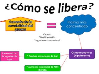 Aumento de la                                    Plasma más
     osmolalidad del                                 concentrado
        plasma
                                 Causas:
                            *Deshidratación
                        *Ingestión excesiva de sal




Incremento en                                          Osmorreceptores
la ingestión de   * Produce sensaciones de Sed          (Hipotálamo)
      agua


                  * Aumenta la cantidad de ADH
                           liberada.
 