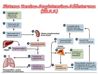 Sistema Renina-Angiotensina-Aldosterona
                (SRAA)
 
