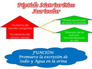 Péptido Natriurético
           Auricular
                            *Diuresis (producción
                            de orina) aumentada.
   *Aumento del
volumen sanguineo
                              *Distensión de las
 *Incremento del                   aurículas.
  retorno venoso             *Estimula liberación
                                    de APN




              FUNCIÓN:
       Promueve la excresión de
       Sodio y Agua en la orina
 