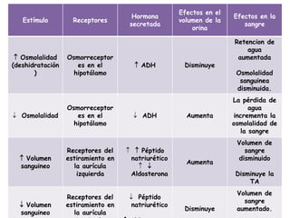Efectos en el
                                      Hormona                        Efectos en la
   Estímulo         Receptores                       volumen de la
                                     secretada                          sangre
                                                         orina

                                                                     Retencion de
                                                                         agua
  Osmolalidad    Osmorreceptor                                       aumentada
(deshidratación      es en el          ADH           Disminuye
       )            hipotálamo                                        Osmolalidad
                                                                       sanguinea
                                                                      disminuida.
                                                                     La pérdida de
                  Osmorreceptor                                            agua
 Osmolalidad        es en el          ADH            Aumenta       incrementa la
                    hipotálamo                                       osmolalidad de
                                                                        la sangre
                                                                      Volumen de
                  Receptores del      Péptido                         sangre
   Volumen       estiramiento en    natriurético                     disminuido
                                                       Aumenta
  sanguineo         la aurícula         
                     izquierda       Aldosterona                      Disminuye la
                                                                          TA
                                                                      Volumen de
                  Receptores del      Péptido
                                                                        sangre
   Volumen       estiramiento en     natriurético
                                                      Disminuye       aumentado.
  sanguineo         la aurícula
 