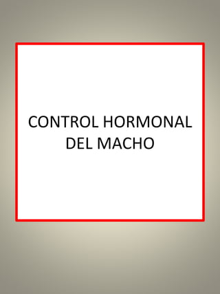 CONTROL HORMONAL
DEL MACHO
 
