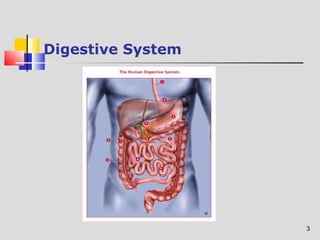 3 
Digestive System 
 