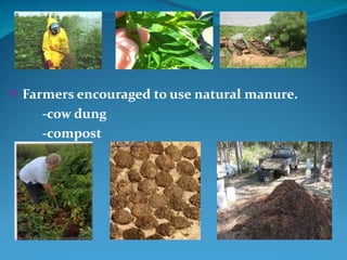  Farmers encouraged to use natural manure.
     -cow dung
     -compost
 