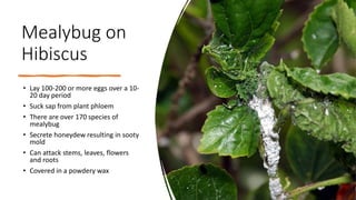 Tech On Demand: Controlling Insect Pests on Tropical Plants