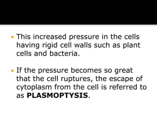 

This increased pressure in the cells
having rigid cell walls such as plant
cells and bacteria.



If the pressure becomes so great
that the cell ruptures, the escape of
cytoplasm from the cell is referred to
as PLASMOPTYSIS.

 