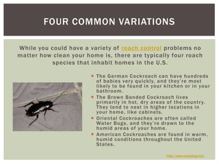 While you could have a variety of roach control problems no matter how clean your home is, there are typically four roach species that inhabit homes in the U.S.Four Common VariationsThe German Cockroach can have hundreds of babies very quickly, and they’re most likely to be found in your kitchen or in your bathroom.The Brown Banded Cockroach lives primarily in hot, dry areas of the country. They tend to nest in higher locations in your home, like cabinets.Oriental Cockroaches are often called Water Bugs, and they’re drawn to the humid areas of your home.American Cockroaches are found in warm, humid conditions throughout the United States. http://www.slugabug.com