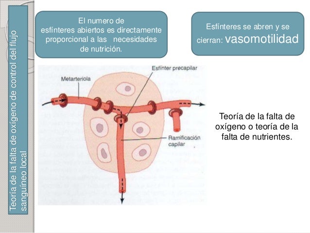 Control local y humoral del flujo sanguíneo por los tejidos