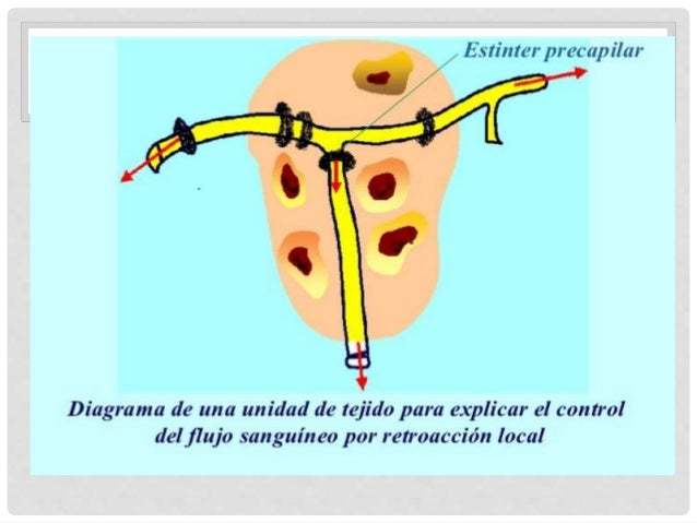 Control local y humoral del flujo sanguíneo