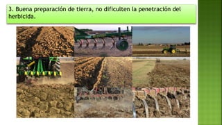 3. Buena preparación de tierra, no dificulten la penetración del
herbicida.
 